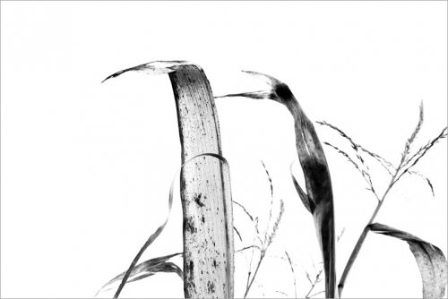 calligraphie-des-champs-feuilles-mais-7-noir-et-blanc-credit-Regine-Heintz.jpg