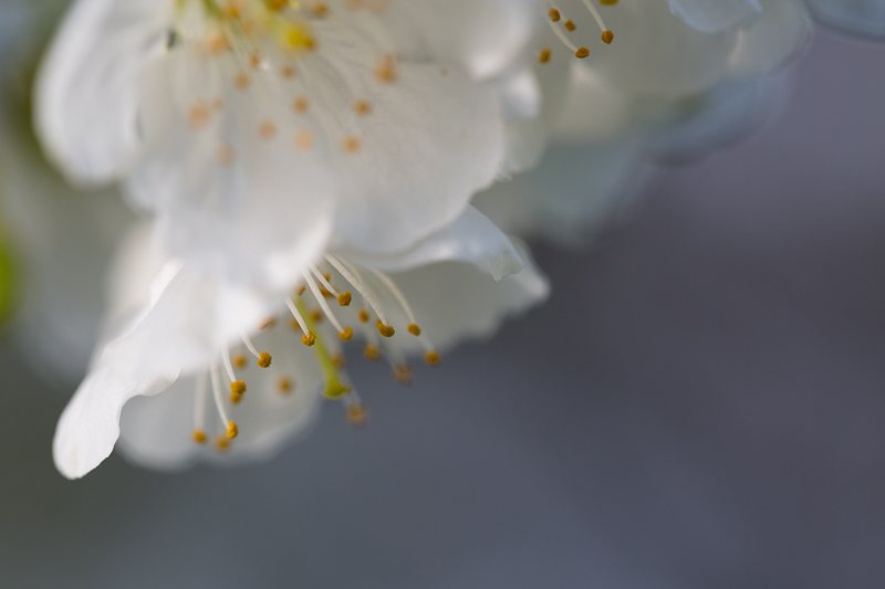 Printemps-fleurs-blanches.jpg