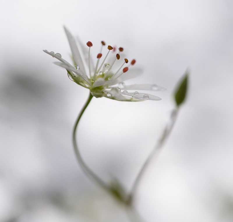 Printemps-petite-fleur-blanche-sauvage.jpg