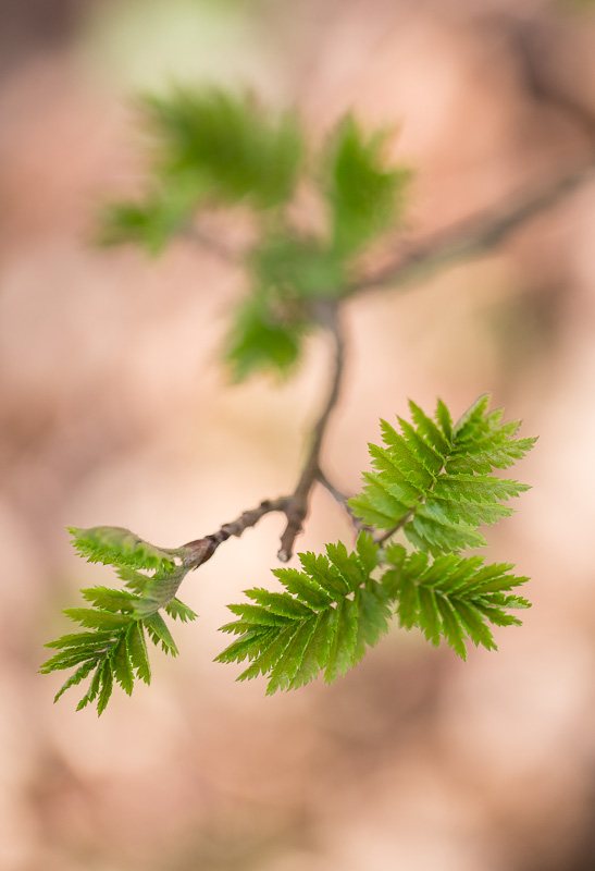 Renaissance-printemps-foret-arbre-premieres-pousses.jpg