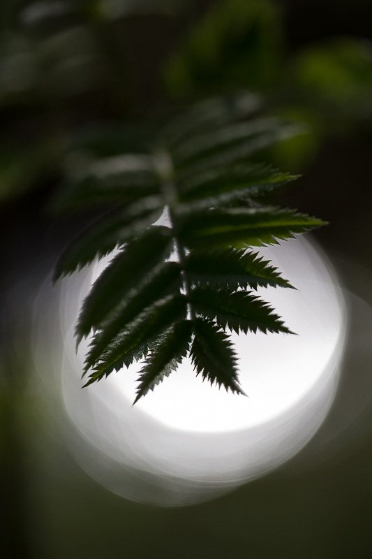 Renaissance-printemps-foret-contre-jour-silhouette-feuille.jpg