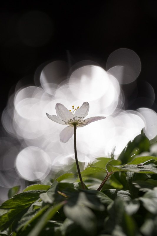 anemone-des-bois-ronds-de-lumiere-foret.jpg