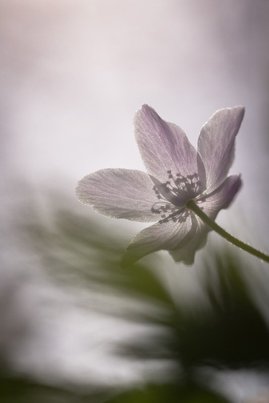 anemone-des-bois-transparence-petale-pistils.jpg