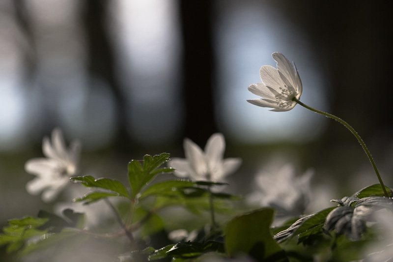 anemones-des-bois-foret-fleur-printemps.jpg