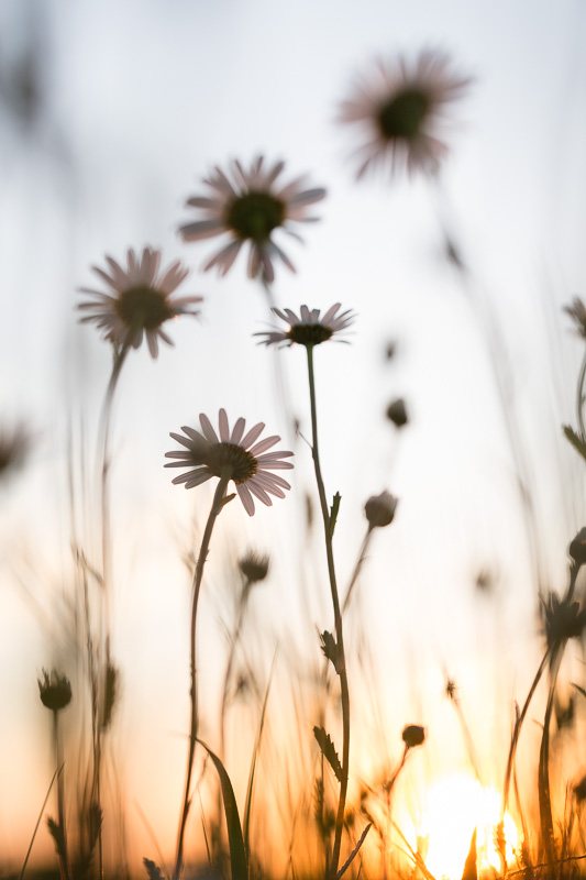 coucher-soleil-fleur-printemps-prairie-contre-jour.jpg