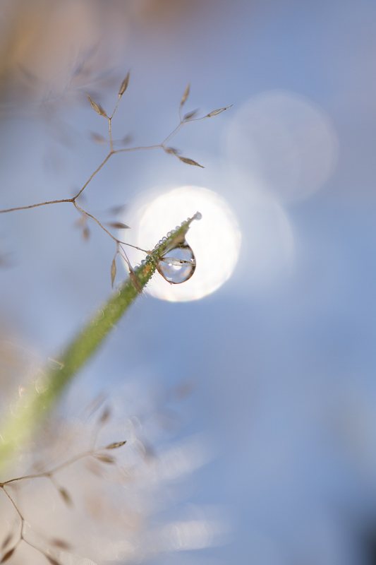 goutte-bout-herbe-poesie.jpg