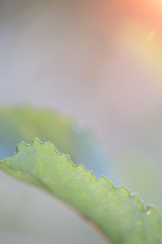 gros-plan-feuille-verte-vue-tranche.jpg