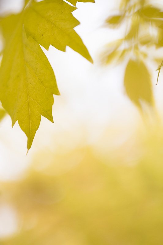 zen-feuilles-jaunes.jpg