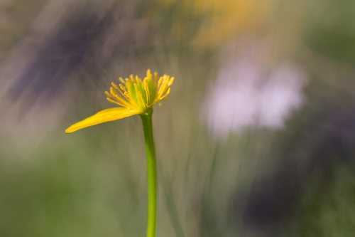 Dernier-petale-printemps-impressionniste-fleur-jaune.jpg