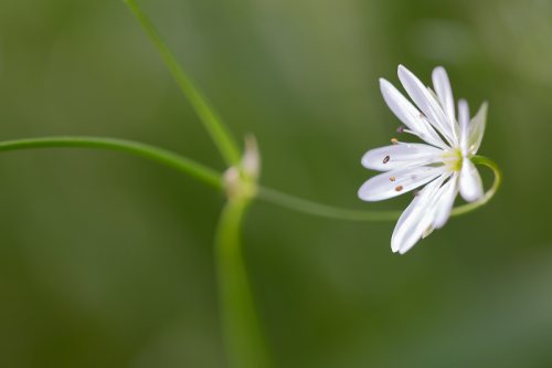 Petite-fleur-blanche-printemps-fond-vert-arabesque.jpg