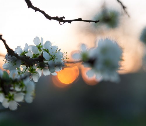 Printemps-fleur-prunelier-coucher-soleil-1.jpg