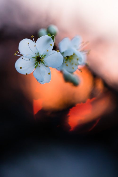 Printemps-fleur-prunelier-coucher-soleil-2.jpg