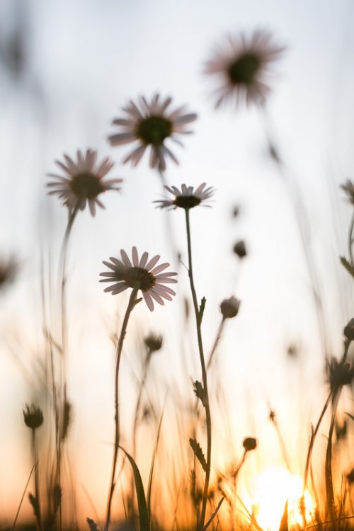 coucher-soleil-fleur-printemps-prairie-contre-jour.jpg