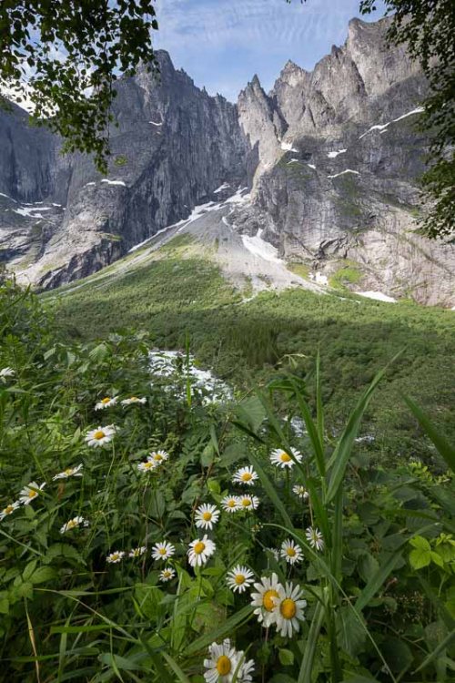 fleurs-montagne-Norvege.jpg
