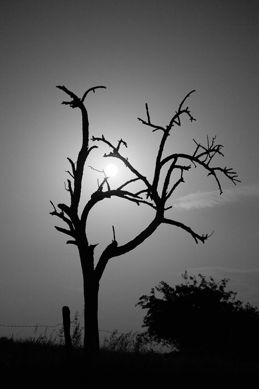 arbre-noir-et-blanc-Lune.jpg