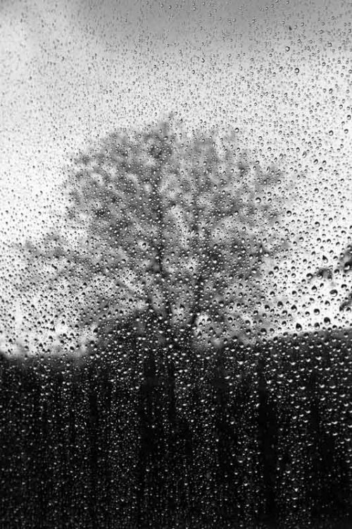 arbres-noir-et-blanc-pluie-2.jpg